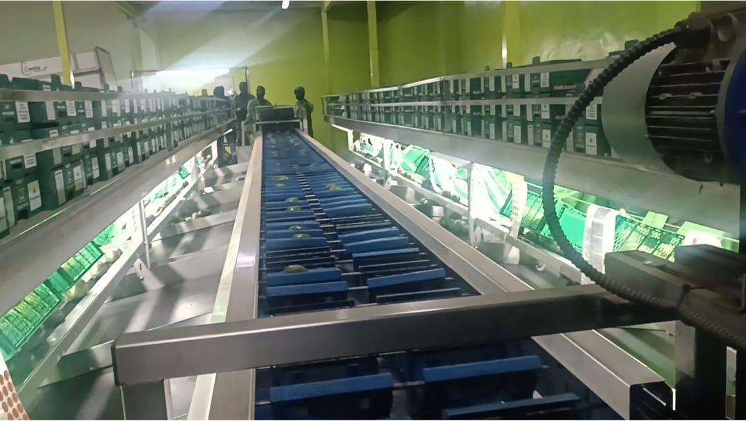 Machine sorting and grading