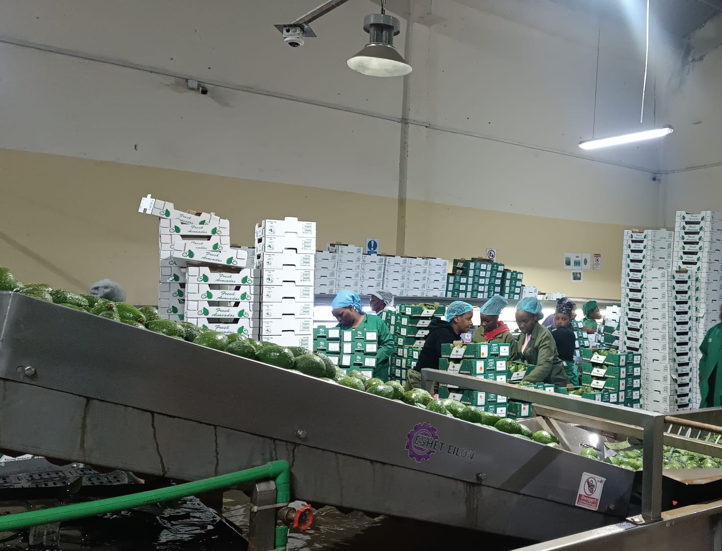 During Avocado Processing (Packhouse)