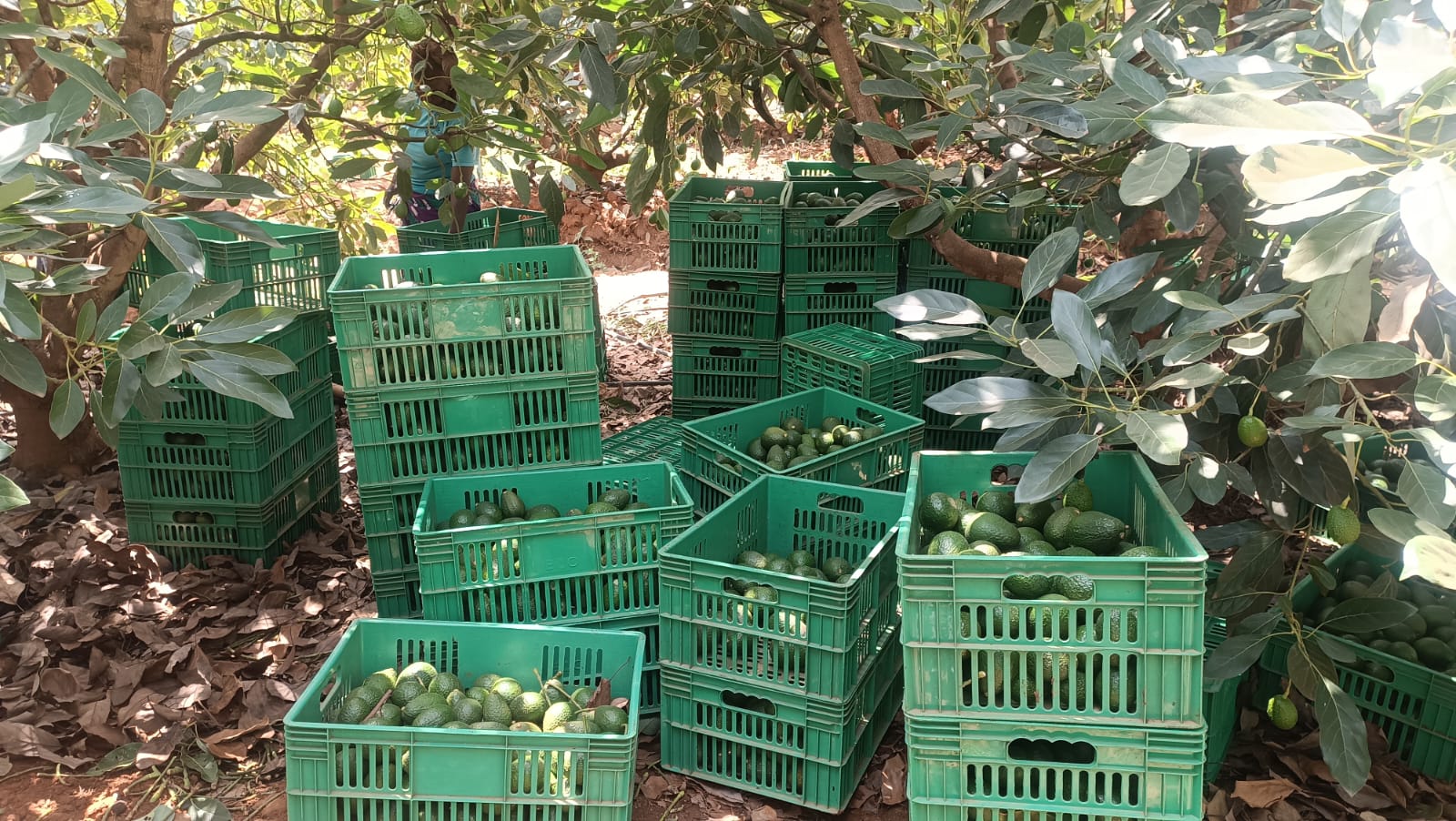 Hass Avocado Harvesting
