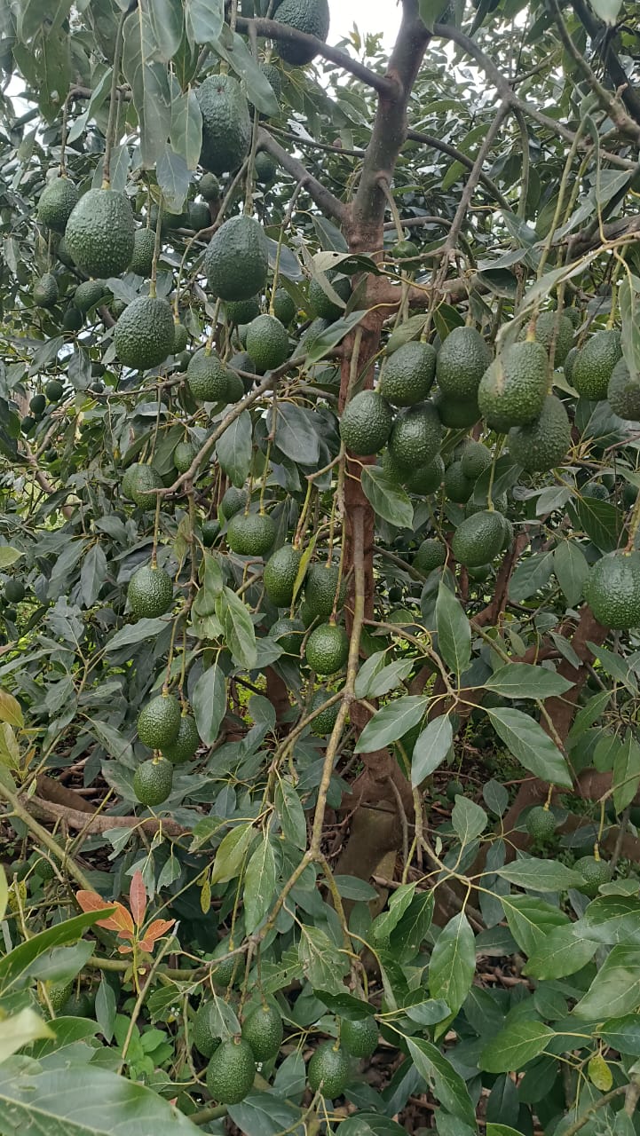 Kenyan Fresh Produce | Ecobloom Harvest
